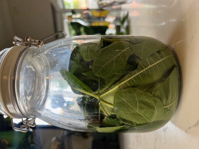 A walk down the paddock